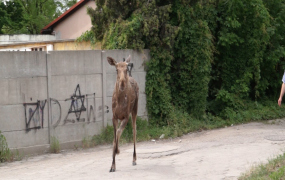 Łosie w mieście 