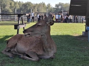 Z Wierzej do Koła