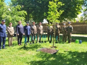 Dąb pamięci