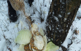 Dokarmiali leśne i osadowe zwierzęta