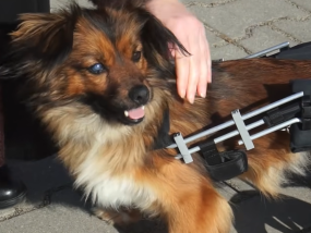 Luna już bezpieczna