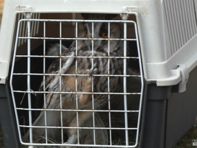 Sowy wypuszczone! FILM